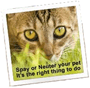 Cat Sterilisation Society Appeal