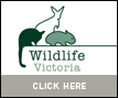 Donate to Wildlife Victoria Trust Fund