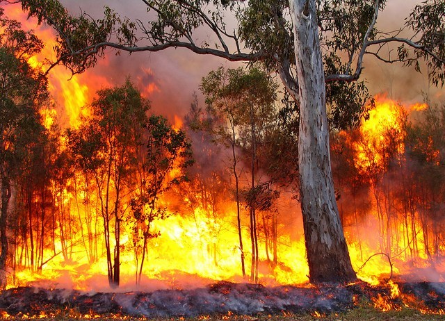 bushfires